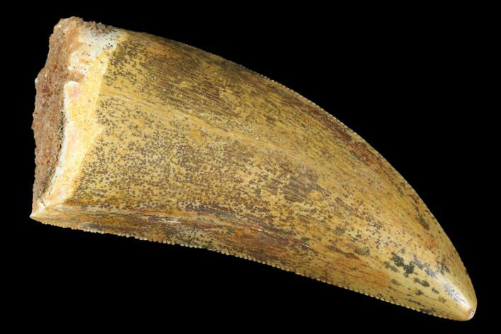 Serrated, Carcharodontosaurus Tooth - Real Dinosaur Tooth #176730